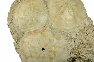 Three Fossil Sand Dollars (Scutella) - France #264725