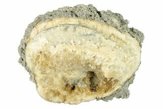 Fossil Clam (Mercenaria) - Ruck's Pit, FL #264739