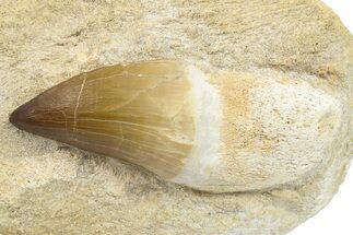 Partially Rooted Mosasaur (Prognathodon) Tooth In Rock - Morocco #264616