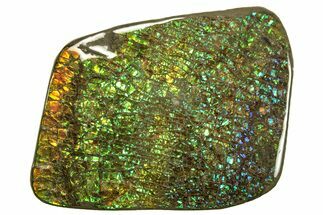 Flashy Ammolite (Fossil Ammonite Shell) - Alberta, Canada #264852