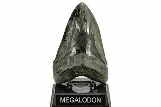 Fossil Megalodon Tooth - Razor Sharp Serrations #265028
