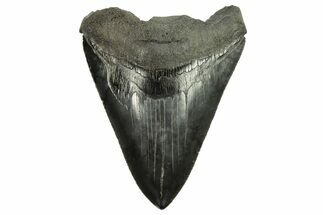 Fossil Megalodon Tooth - South Carolina #265051