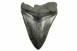 Fossil Megalodon Tooth - South Carolina #265052