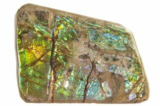 Iridescent Ammolite (Fossil Ammonite Shell) - Alberta #265097