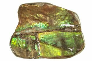 Iridescent Ammolite (Fossil Ammonite Shell) - Alberta #265099