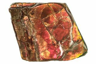 Iridescent Ammolite (Fossil Ammonite Shell) - Alberta #265109