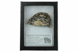 Mammoth Molar Slice with Case - South Carolina #263452