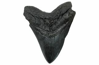 Fossil Megalodon Tooth - South Carolina #265035