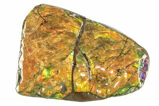 Iridescent Ammolite (Fossil Ammonite Shell) - Rainbow Colored #265158