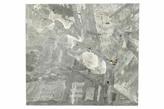 Etched Seymchan Meteorite Slice ( g) - Russia #265012