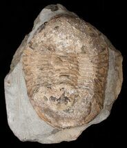 Ectillaenus Trilobite - Morocco #15488