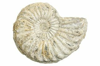 Jurassic Ammonite (Pleuroceras) Fossil - Germany #265269