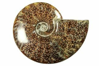 Polished Ammonite (Cleoniceras) Fossil - Madagascar #265348