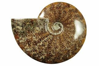 Polished Ammonite (Cleoniceras) Fossil - Madagascar #265349