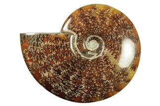 Polished Ammonite (Cleoniceras) Fossil - Madagascar #265350