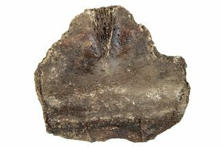 Pleistocene Fossil Tortoise (Gopherus) Nuchal Scute - Florida #265357