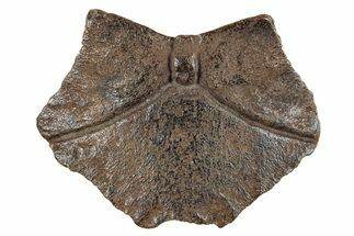 Pleistocene Fossil Tortoise (Hesperotestudo) Nuchal Scute #265359