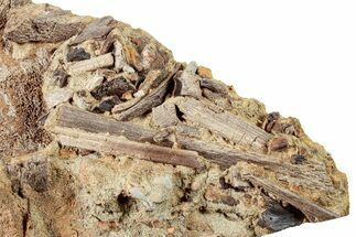 Sandstone with Dinosaur Tooth, Tendons & Bones - Wyoming #265511