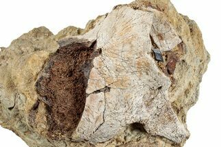 Dinosaur Bone With Fossil Gar Scale in Sandstone - Wyoming #265607