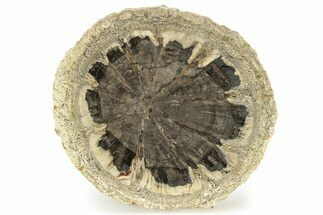 Petrified Wood (Hermanophyton) Round - Colorado #265639