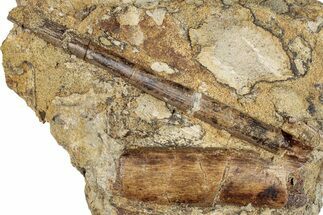 Dinosaur Tendon and Bone in Sandstone - Wyoming #265697