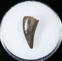 Well Preserved Phytosaur (Pseudopalatus) Tooth - New Mexico #15567