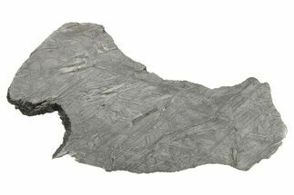 Etched Iron Meteorite Slice ( g) - Chad #266498