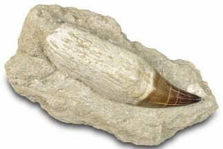 Huge, Rooted Mosasaur (Prognathodon) Tooth - Morocco #265876