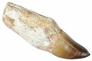 Fossil Rooted Mosasaur (Prognathodon) Tooth - Morocco #265993