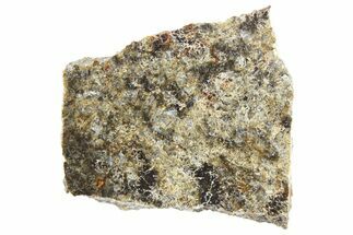 Polished Martian Meteorite Slice ( g) - NWA #266631