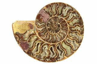Cut & Polished Ammonite Fossil (Half) - Madagascar #266546