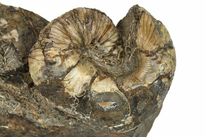 Uncoiled Shell 1.3