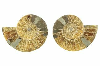 Cut & Polished, Agatized Ammonite Fossil - Madagascar #266737