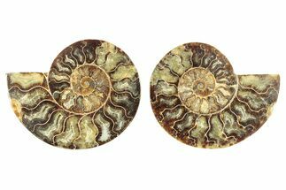 Cut & Polished, Agatized Ammonite Fossil - Madagascar #266742