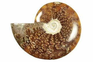 Polished Ammonite (Cleoniceras) Fossil - Madagascar #266295