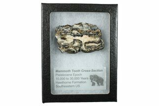 Mammoth Molar Slice with Case - South Carolina #266391
