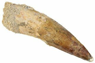 Fossil Spinosaurus Tooth - Real Dinosaur Tooth #267535
