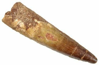 Fossil Spinosaurus Tooth - Real Dinosaur Tooth #267597