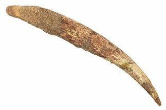 Fossil Shark (Hybodus) Dorsal Spine - Kem Kem Beds, Morocco #267701