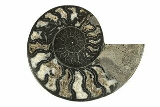 Cut & Polished Ammonite Fossil (Half) - Unusual Black Color #267915
