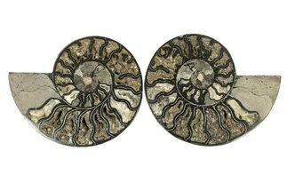 Cut & Polished Ammonite Fossil - Unusual Black Color #267936