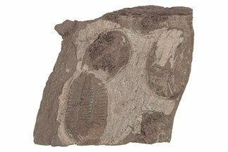 Ordovician Trilobite Plate - Tafraoute, Morocco #267355