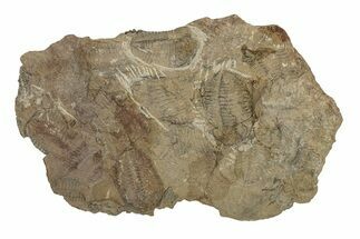 Ordovician Trilobite Mortality Plate - Tafraoute, Morocco #267357