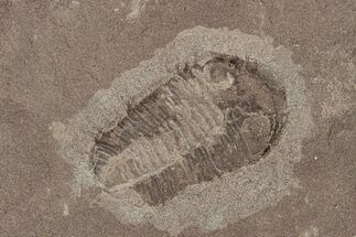 Ordovician Trilobite Plate - Tafraoute, Morocco #267358