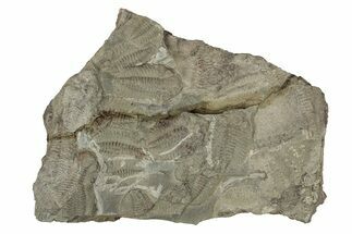 Ordovician Trilobite Mortality Plate - Tafraoute, Morocco #267367