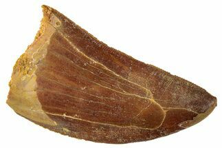 Serrated, Carcharodontosaurus Tooth - Real Dinosaur Tooth #267741