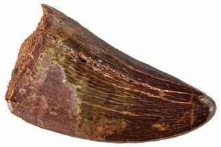 Carcharodontosaurus Tooth - Real Dinosaur Tooth #267743