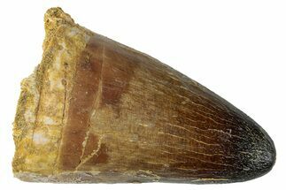 Mosasaur (Prognathodon Currii) Tooth - Morocco #262800