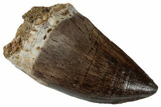 Large, Fossil Mosasaur (Prognathodon) Tooth - Morocco #262801