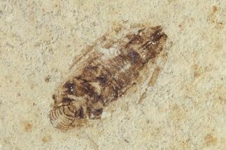 Detailed Fossil Leafhopper (Homoptera) - France #267668